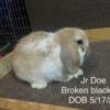 Pedigree holland lop babies