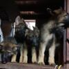 German shepherd pups