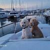 A.K.C Registered Standard Poodles