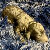 AKC Standard Poodle Midnight