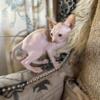 Sphynx Male Kitten TICA