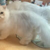 Persian doll faced male 5 months old. High quality