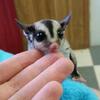 Sugar Glider joeys for sale, Ready Now licensed breeder~ We Deliver