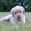 Loved & Cherished Labrador Retriever Puppies