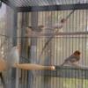 Snow white Zebras and other mutations. Regular Zebra finches not available.