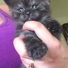 Adorable British Shorthair Kittens