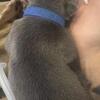 Pocket bully pups