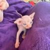 Red sphynx male kitten