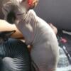 Sphynx kittens available Year round. Call us anytime