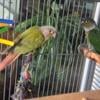 Green cheek conures breeding pair