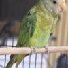 Plum Headed Parakeet, Female, Juvenile