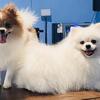 Pomeranian Male and female