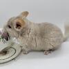 Chinchillas many colors, available now.