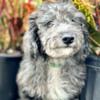 F2 Micro Goldendoodle (14-20ish lbs fully grown)