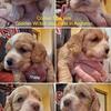 purebred American Cocker Spaniel puppies