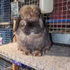 Show quality Holland lop buck