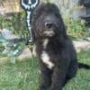 Only 2 handsome f1b golden doodles left! (10weeks) health tested parents!