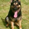 Protection German Shepherd female