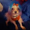 I tcup boy Maltese terrier 5 pounds