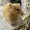 Syrian Hamsters