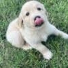 Akc golden retriever pups