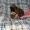 Males boxer blue