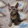 3 months old Peach fuzz sphynx