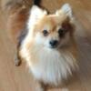 Pomeranians full blooded 2 years old