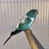 Scarlet Chested Parrots