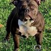 Adult female Rocko line female