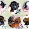 Shih Tzu Puppies - Parents AKC & DNA tested - New litter 4/20/25 shihtzu