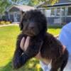 Brown Female Newfie Puppy - AKC Registered