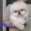 Akc pekingese puppy available solid white ! Gourgous boy.