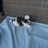 Beautiful shih tzus