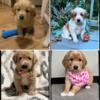 Adorable fluffy Goldador puppies