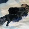 *POSSIBLE CHRISTMAS READY* Miniature Schnauzer Puppies