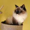 Seal Mitted Traditional Ragdoll