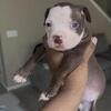 American bully pups !! Chocolate tri , lilac tri, tri Merle