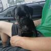 Pug puppies black or fawn available now September 2024