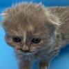 Bobtail Folds