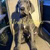 Akc Great Dane puppies 