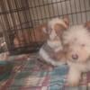 CkC Blonde Male & Blueberry/Parti Merle Male Yorkies