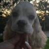 Cocker Spaniel Puppy for sale