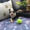 Boston Terriers
