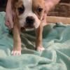 American bulldog puppies Nkc registered.