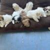 Shitzu/maltese puppies for sale