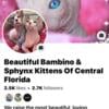 Bambinos and Sphynx kittens 123 in central Florida!😻