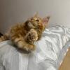 Cattery mainecoon kittens white black solid blue solid pedigree
