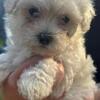 Maltese and Morkie puppies