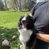 Male Sheltie Puppy Available~PENDING